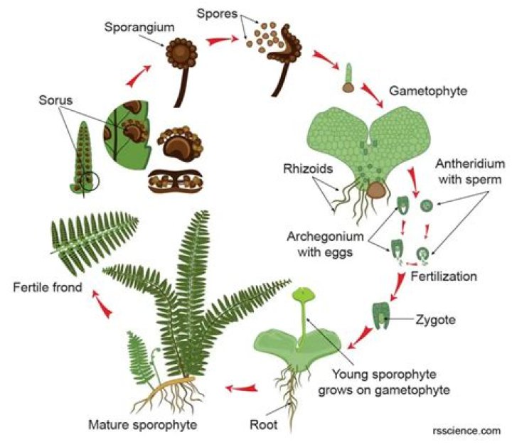 Do ferns produce spores