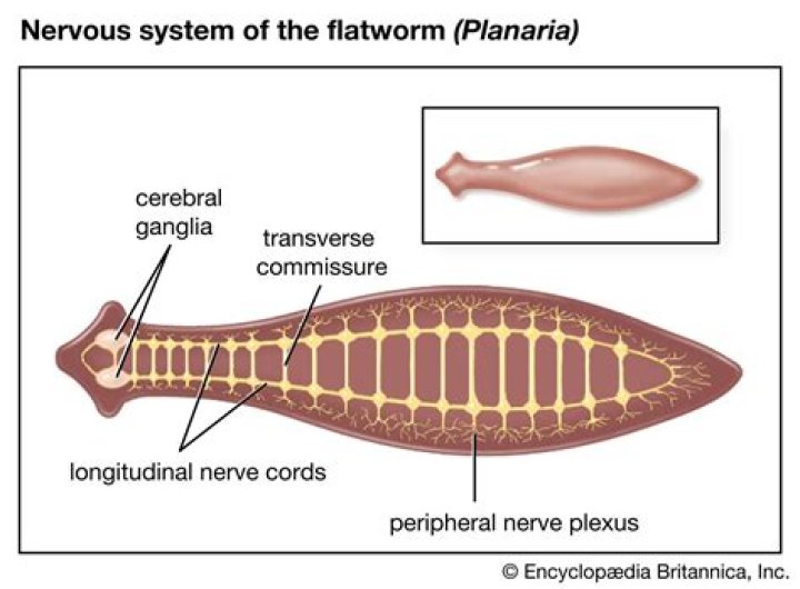Do flatworms have organ systems