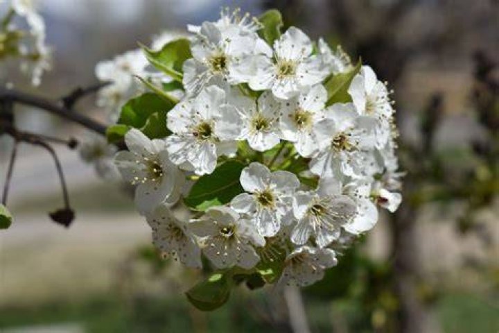 Do flowering pear trees smell bad