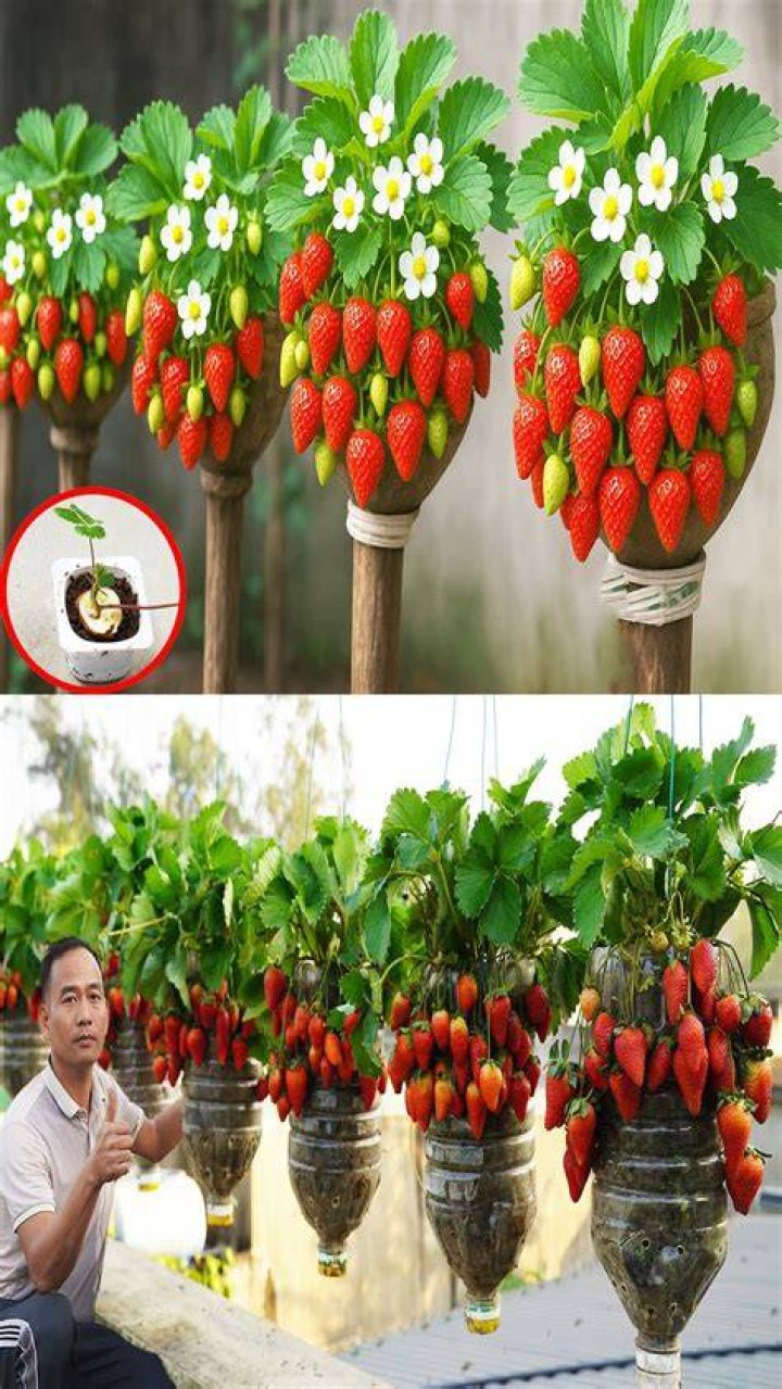 Do flowers turn into strawberries