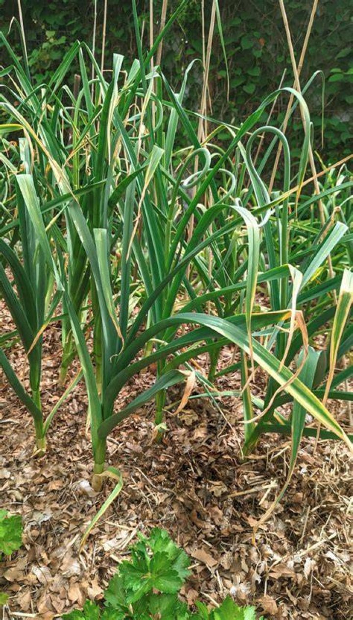 Do garlic plants have flowers