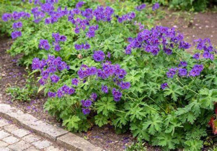 Do geraniums grow in Texas