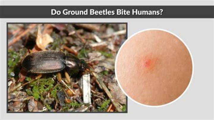 Do golden beetles bite