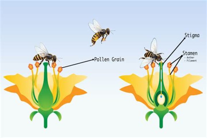 Do grapes cross pollinate