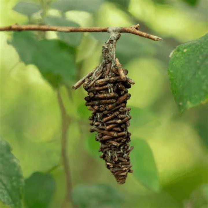 Do Green Giants get bagworms