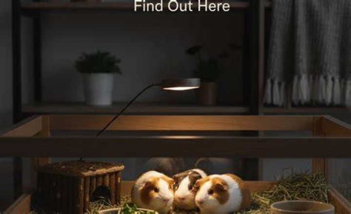 Do guinea pigs need light at night