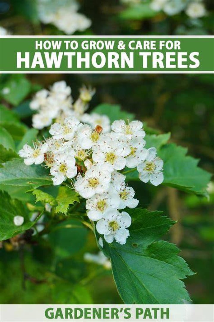 Do hawthorn trees have flowers