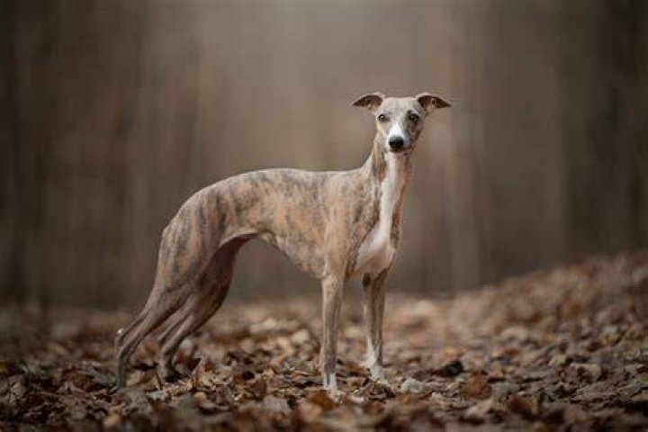 Do head shops sell whippets