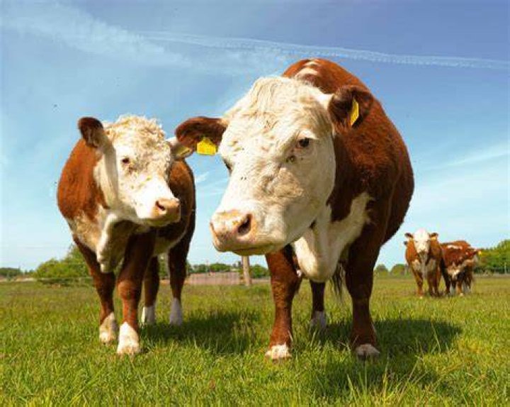 Do heifers have teats