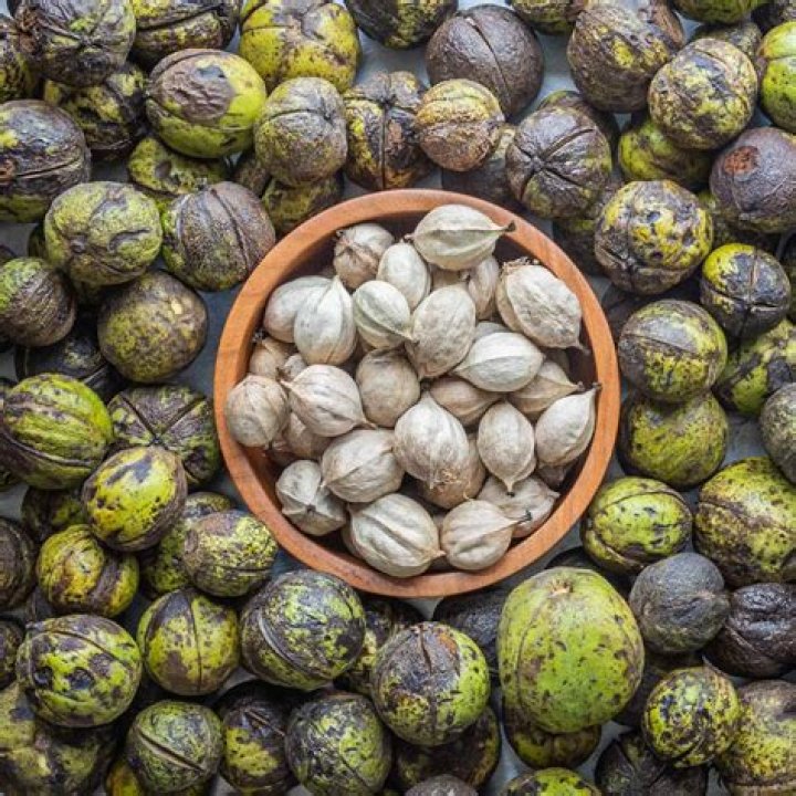 Do hickory trees have nuts