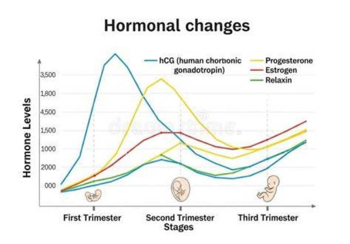 Do hormones change in third trimester