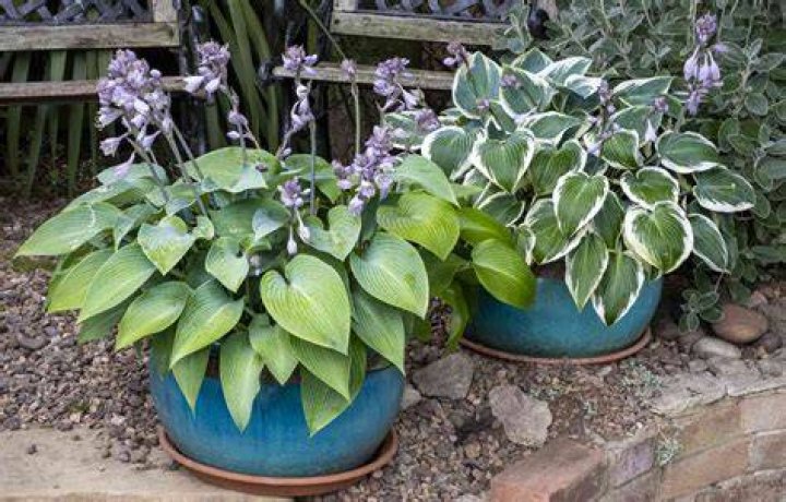Do hostas need sun or shade