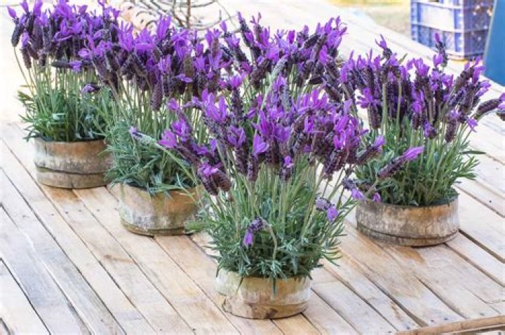 Do house flies hate lavender