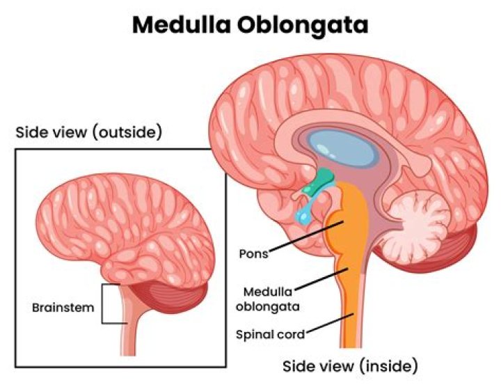 Do humans have medulla oblongata