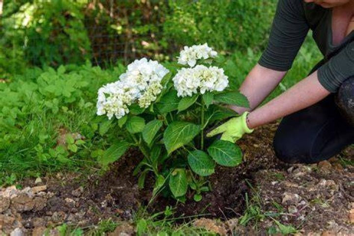 Do hydrangeas grow well in clay soil