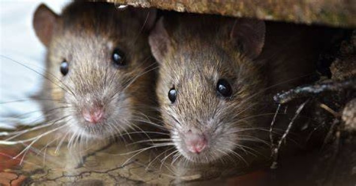 Do I have mice or rats
