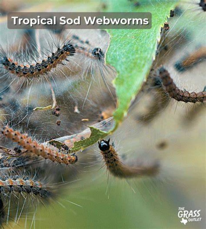 Do I have sod webworms