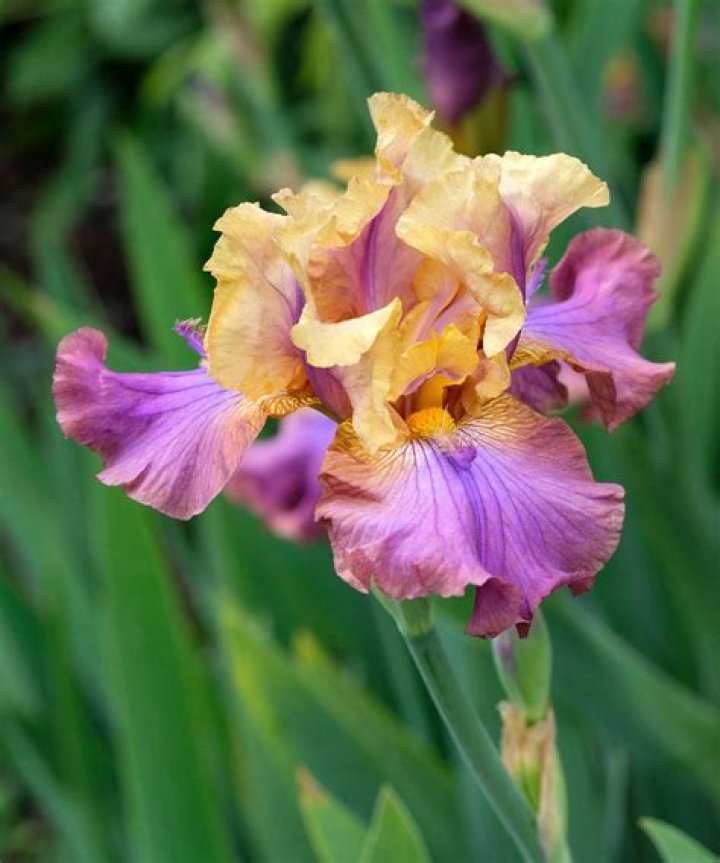 Do Iris flowers have a scent