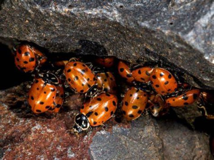 Do june bugs hibernate