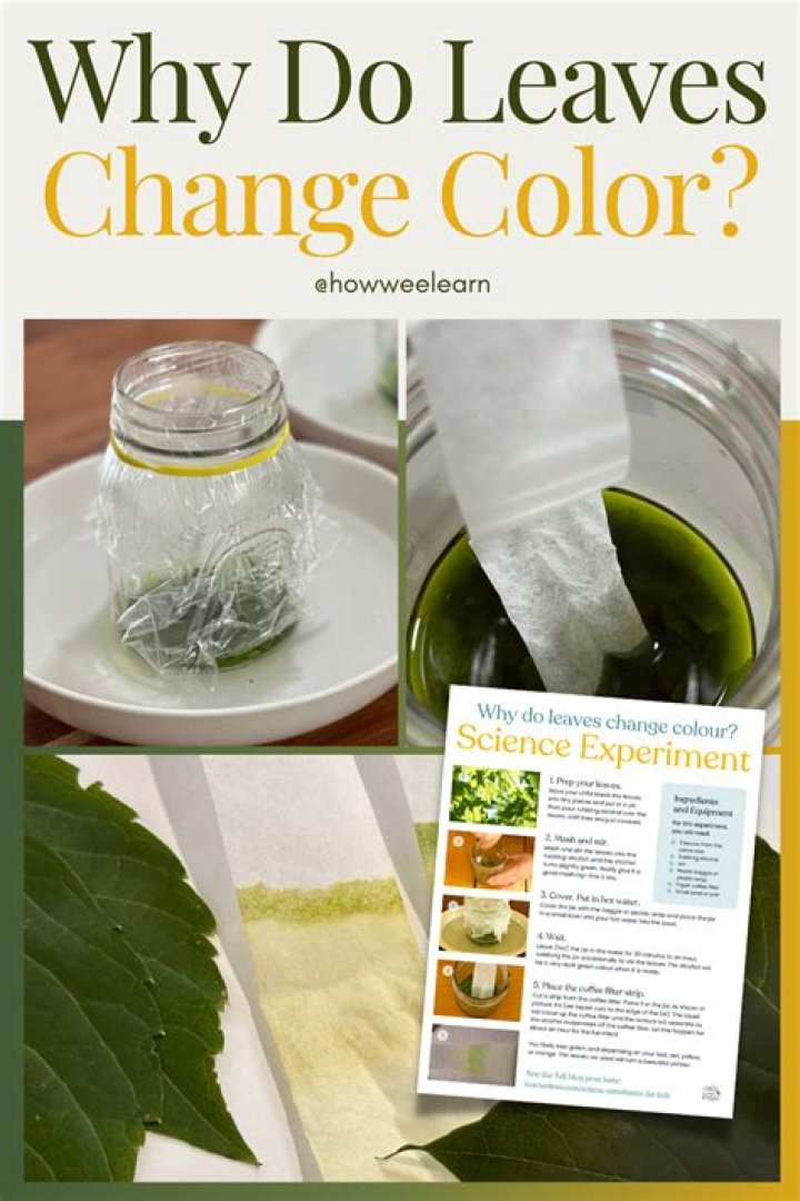 Do leaves change color because temperature