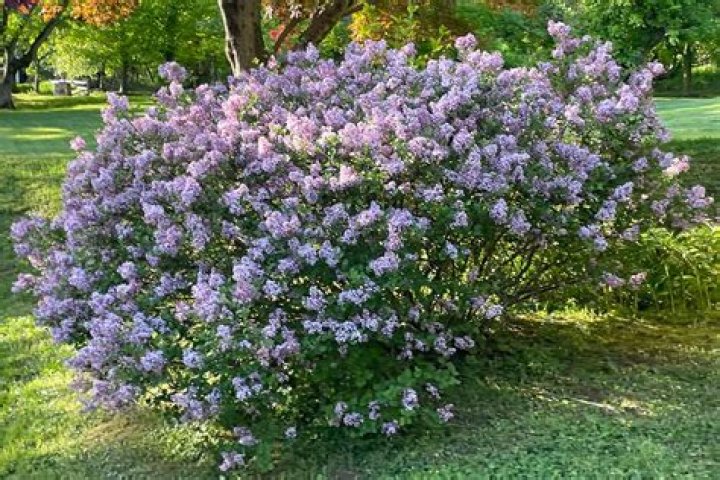 Do lilacs bloom in the fall