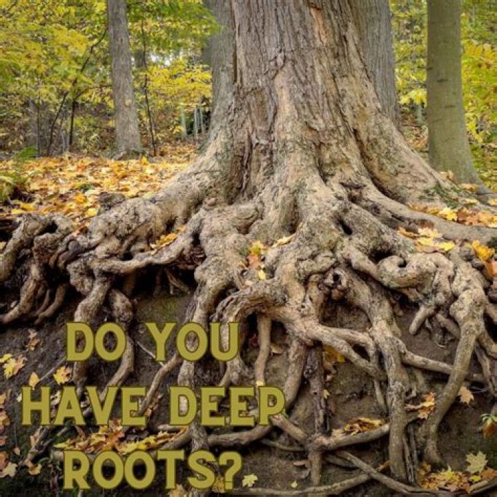 Do lilies have deep roots
