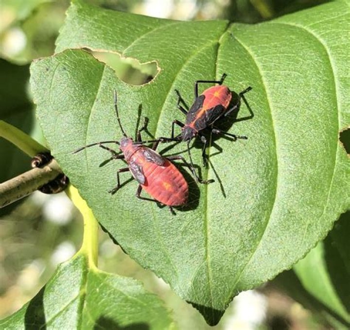 Do lime trees attract bugs