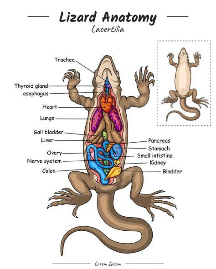 Do lizards have vertebrae