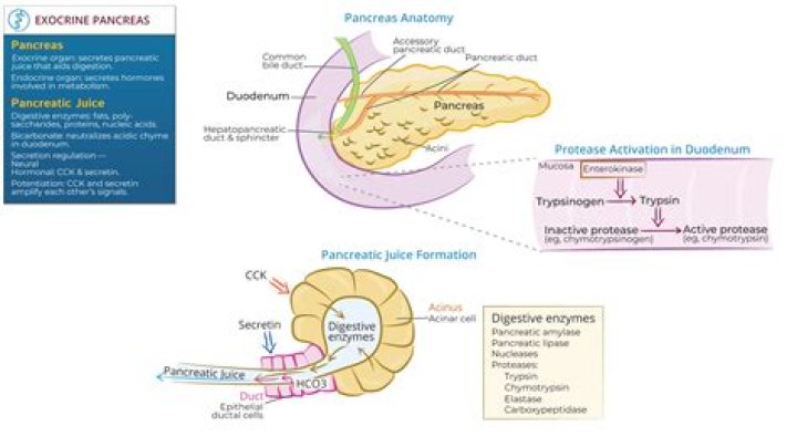 Do lysosomes secrete enzymes