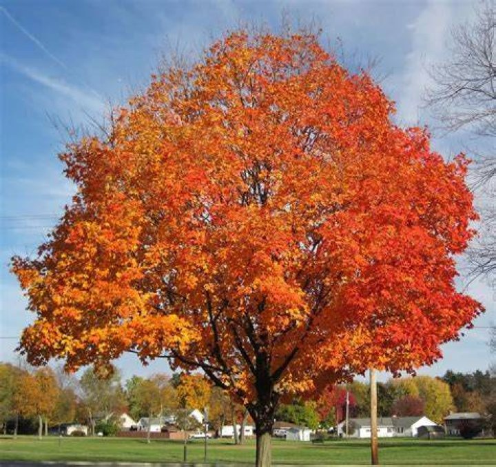 Do maple trees grow in Utah