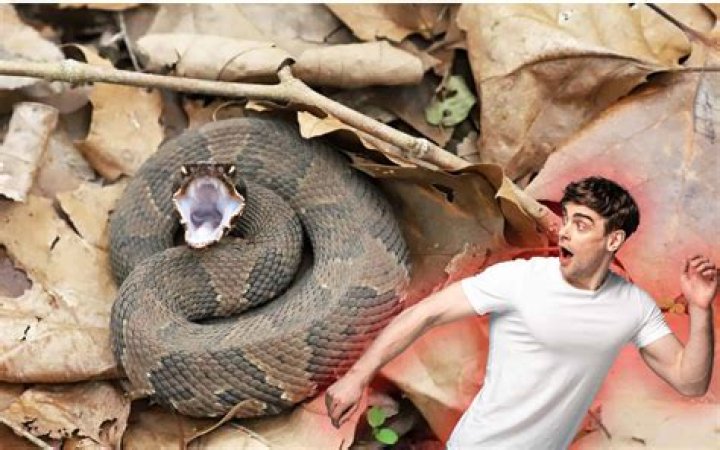 Do Michigan garter snakes bite
