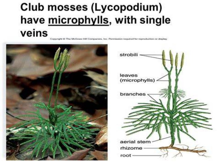 Do Mosses have a cuticle