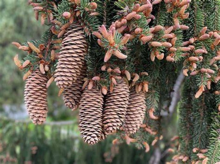 Do Norway spruce have pine cones
