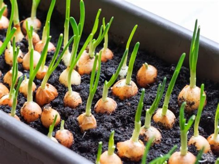 Do onions grow on trees