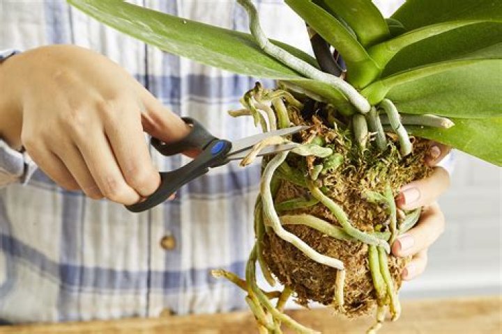 Do orchids need fresh air