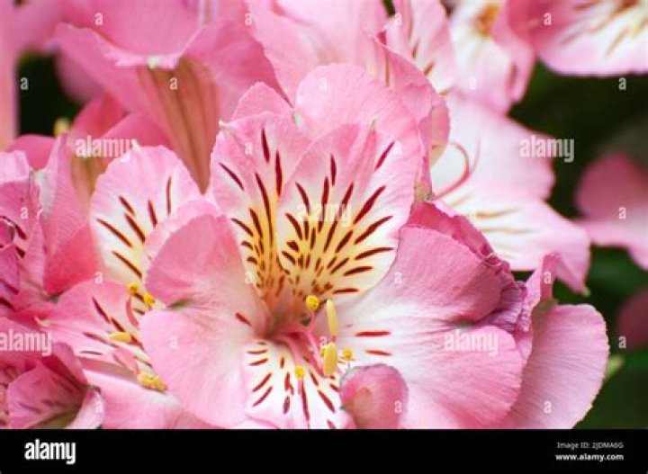 Do Peruvian lilies smell