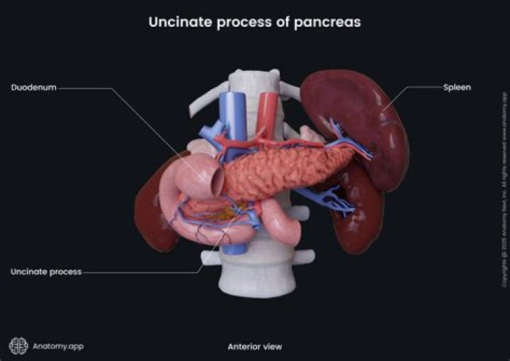 Do pigs have a pancreas
