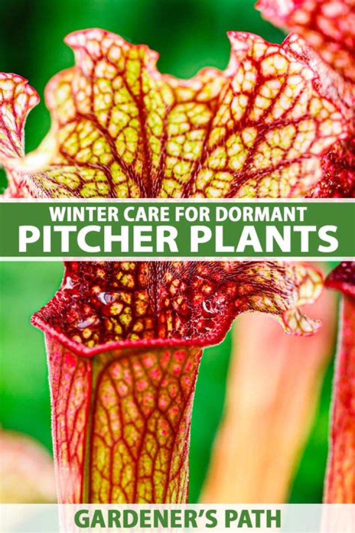 Do pitcher plants die in winter