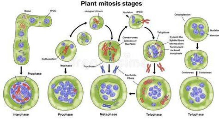 Do plant cells divide by mitosis