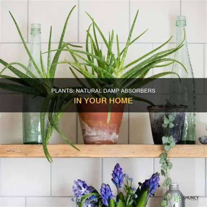 Do plants help with damp