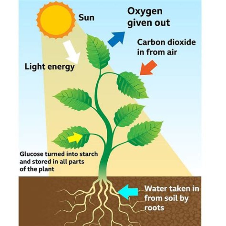 Do plants need carbon dioxide to live