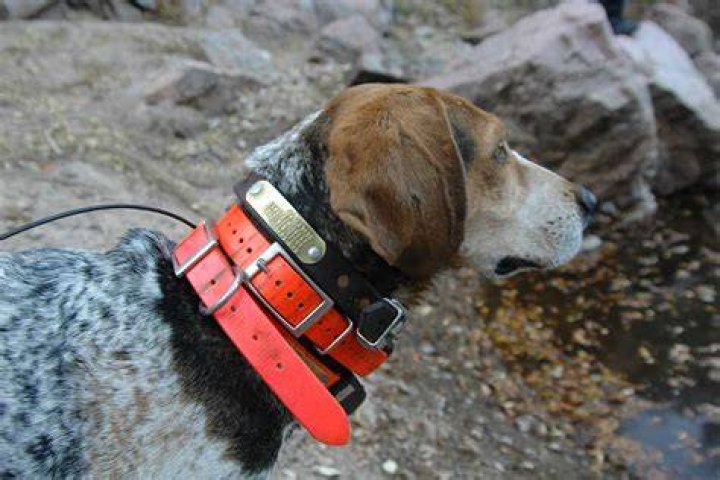 Do police dogs use e collars