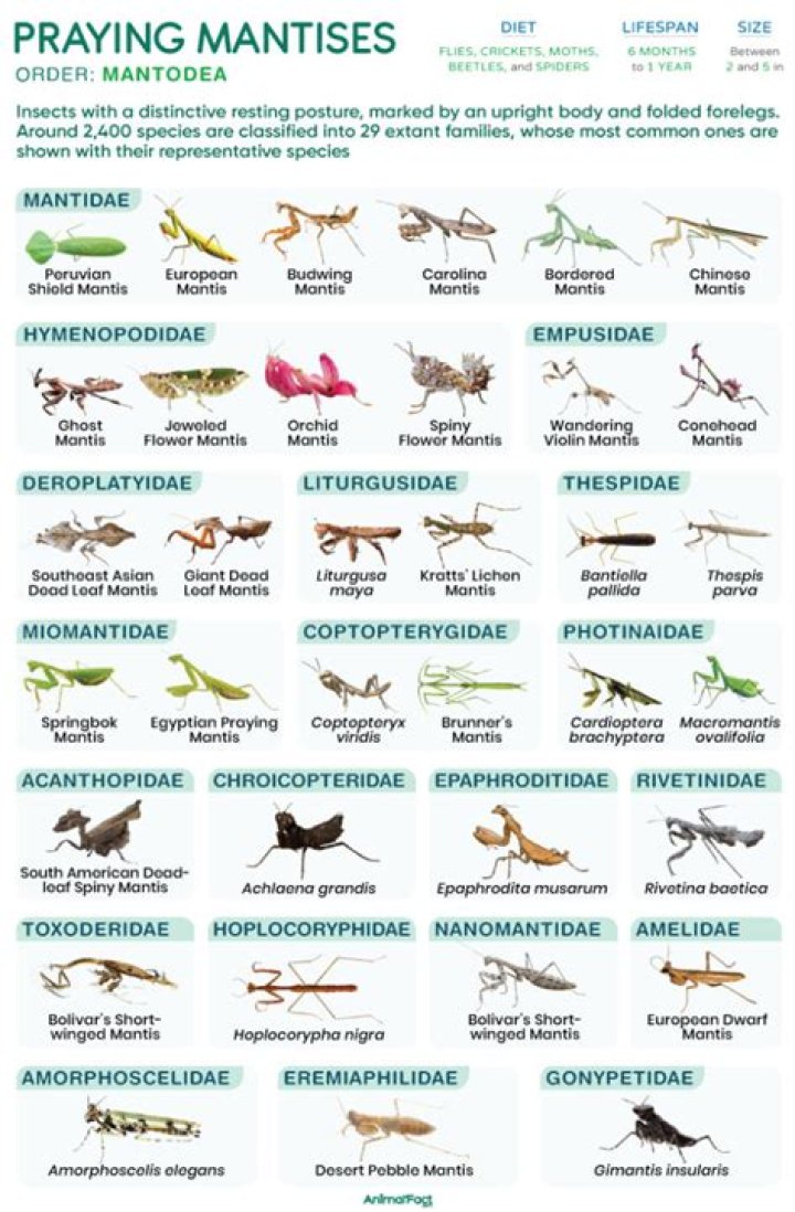 Do praying mantis turn colors