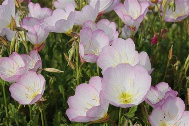 Do primrose flowers spread