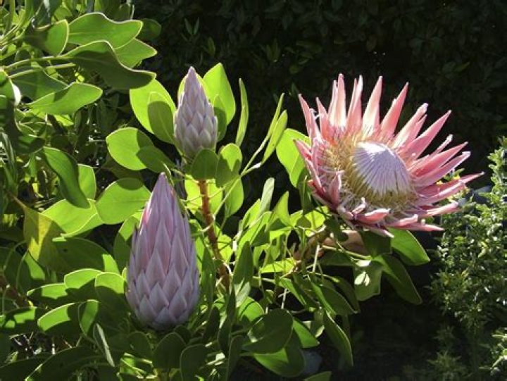 Do Proteas grow in Hawaii