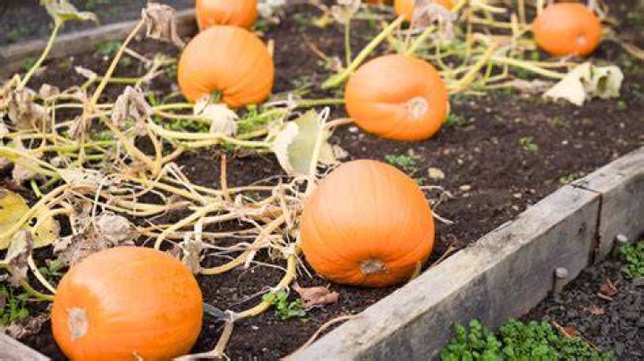 Do pumpkins grow all year round