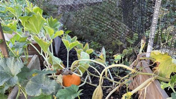 Do pumpkins need trellis