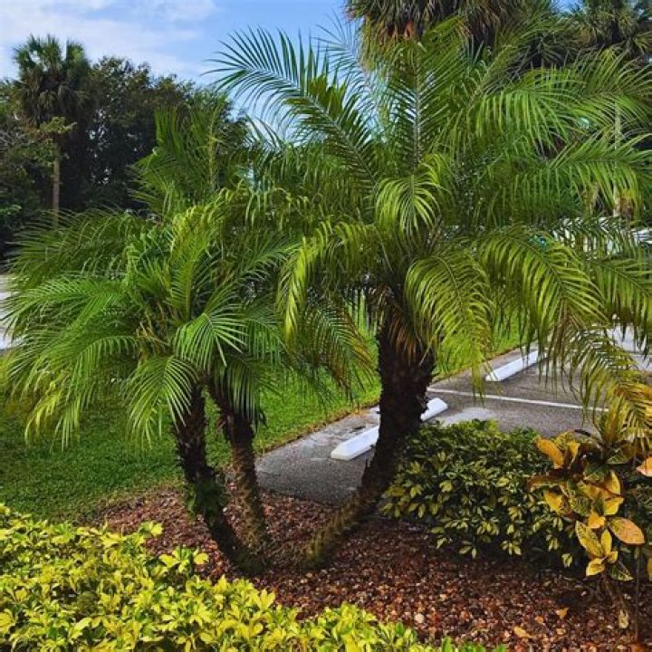 Do pygmy palms freeze