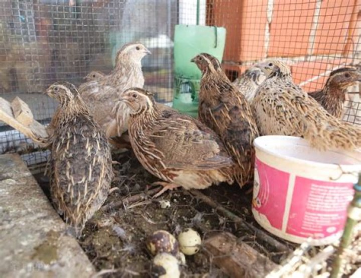 Do quails return to nest