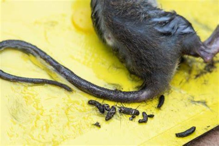 Do Rats leave droppings